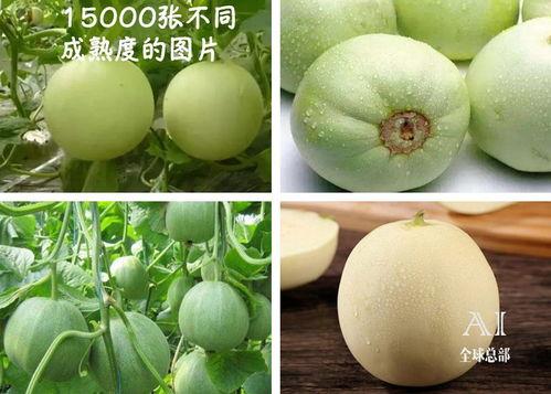 吃瓜那了福,揭秘娱乐圈背后的甜蜜与苦涩