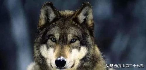 吃狼瓜舌头疼,揭秘奇特食物背后的健康影响