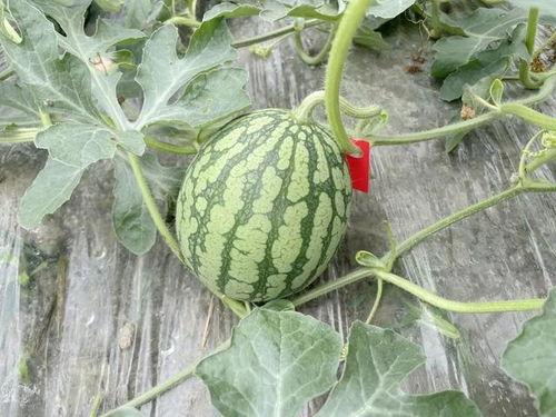 吃瓜长大的,揭秘娱乐圈背后的故事与真相