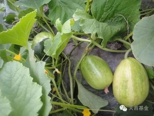 吃瓜长大的,揭秘娱乐圈背后的故事与真相