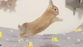 灰兔吃角瓜,灰兔的角瓜美食之旅