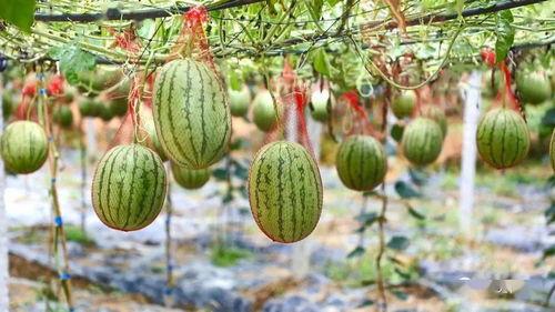 去野吃瓜,去野吃瓜之旅