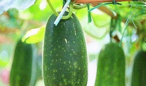 妍妍不肯吃瓜,揭秘孩子挑食背后的故事