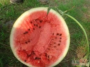 瑶砸在线吃瓜,揭秘娱乐圈幕后真相