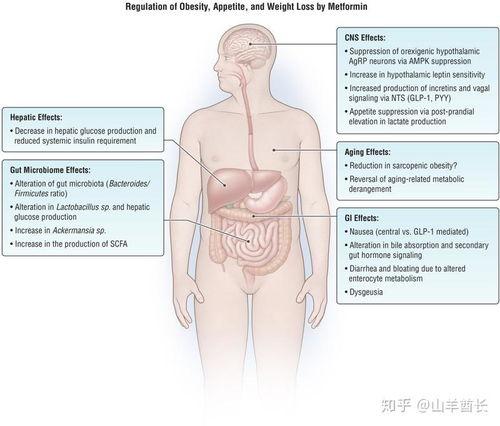 肥胖吃二甲双瓜减肥吗