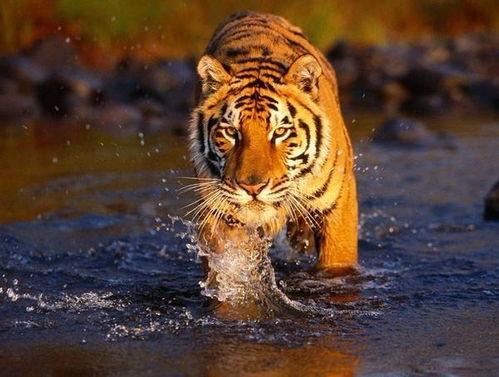 老虎吃瓜故事大全,趣味横生的动物寓言故事汇编