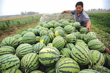 国外汽车餐厅吃瓜,国外独特餐饮体验揭秘