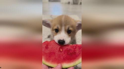 小狗可以吃京瓜,小狗的京瓜美食之旅