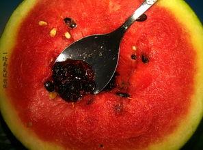 带你吃瓜奇葩怪兽,吃瓜群众眼中的奇葩怪兽世界