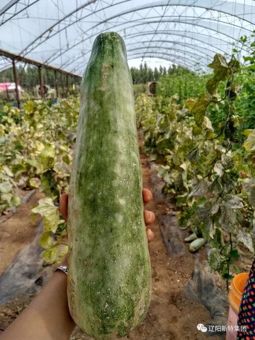 老板带你吃瓜,揭秘办公室八卦风云