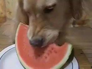 629吃瓜汪,网络热词背后的故事与影响