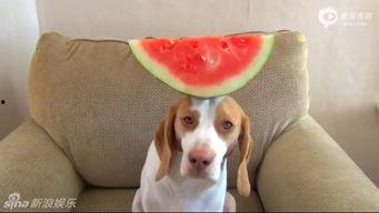 629吃瓜汪,网络热词背后的故事与影响