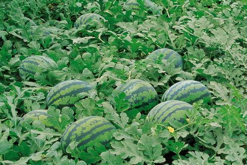 沧州师范吃瓜,一场吃瓜大戏背后的校园生活