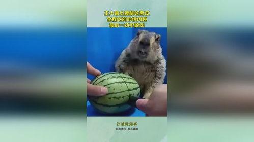 吃瓜的 鼠,揭秘鼠界热点事件