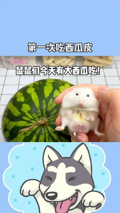 吃瓜的 鼠,揭秘鼠界热点事件