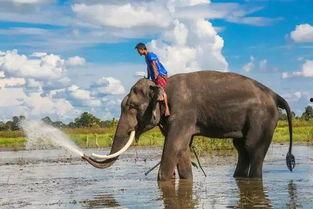 娱乐吃瓜君大象,大象背后的故事与真相