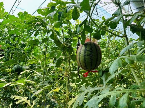 不良人鲜参吃瓜,揭秘神秘瓜果背后的传奇故事