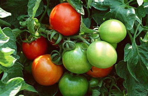 郡主吃瓜番茄,揭秘番茄背后的宫廷秘闻