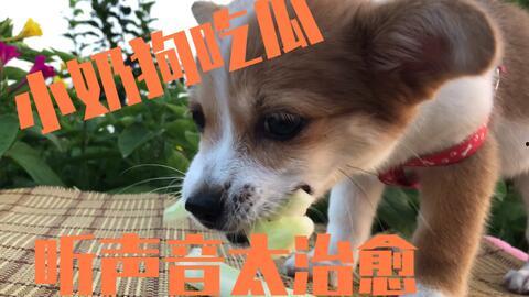 吃瓜的猫猫狗狗,吃瓜趣事大盘点