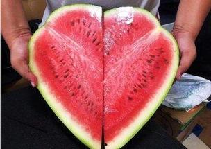 吃瓜情人节,吃瓜情人节温馨回顾