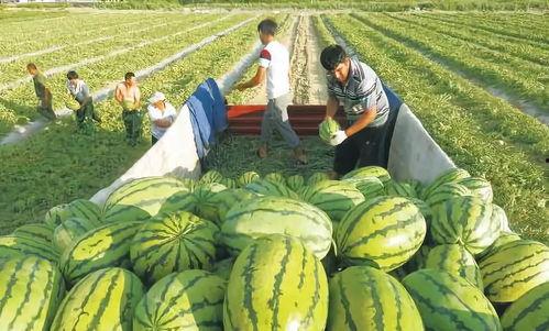 临夏回中吃瓜,揭秘校园生活趣味瞬间