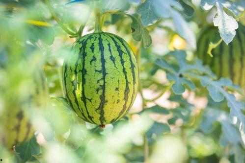 临夏回中吃瓜,揭秘校园生活趣味瞬间