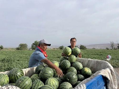 安澜一起吃瓜,一场欢乐的夏日盛宴