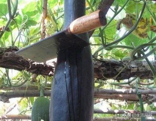 砸瓜大爷吃瓜,一场吃瓜盛宴的诞生