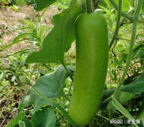 番茄老瓜怎么吃,番茄老瓜的多样美味食用攻略