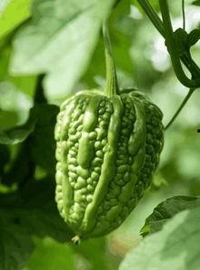 粒粒吃瓜,揭秘娱乐圈的甜蜜与苦涩