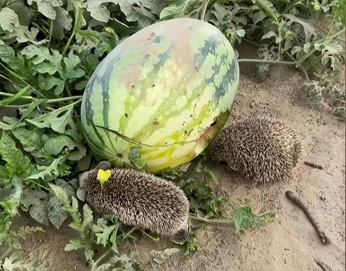 王子异瓜田吃瓜,趣味横生瞬间引网友热议