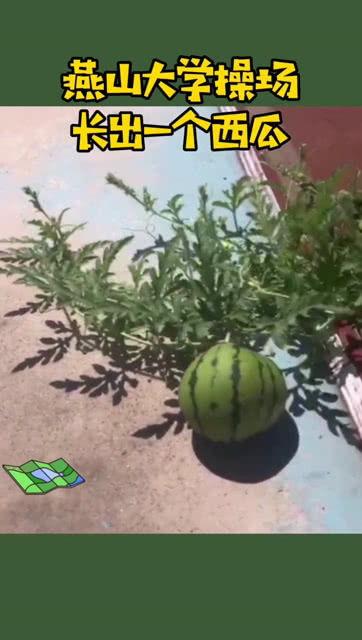 学院操场吃瓜,学院生活趣味盎然