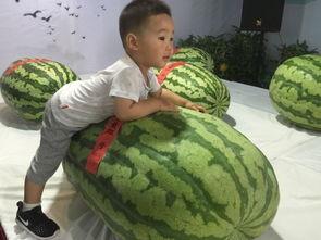 射阳吃瓜群众事件最新,一场网络舆论的风暴与反思