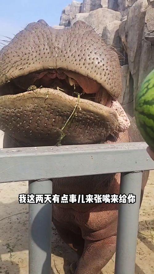 搞笑动物吃瓜配音,动物吃瓜配音，萌态百出