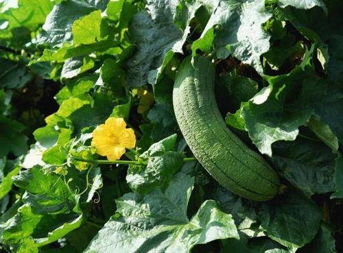 中国吃瓜vs韩国吃瓜,趣味横生，各有特色