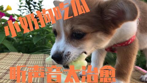 狗吃两瓜视频,两瓜盛宴引萌宠狂欢