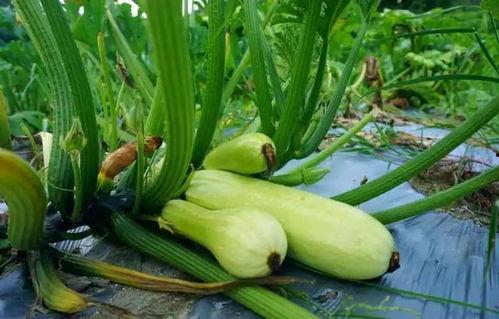 糖尿病可以吃白瓜么,糖尿病患者的白瓜食用指南