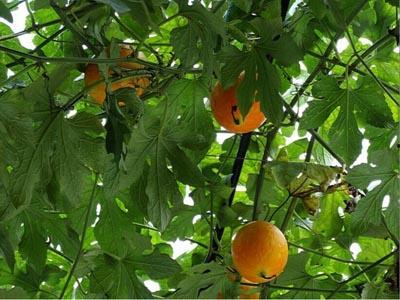 吊瓜可以天天吃,每日滋养，健康生活新选择