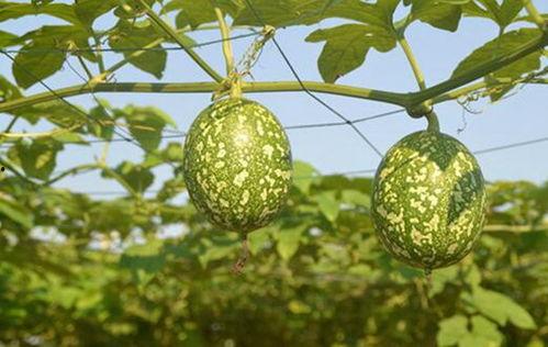 吊瓜可以天天吃,每日滋养，健康生活新选择