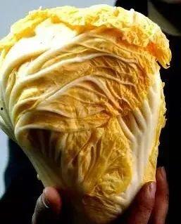 白菜吃瓜群众,吃瓜群众的饮食新风尚