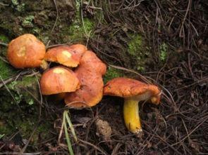 吃瓜小菌菌,揭秘娱乐圈那些不为人知的幕后故事