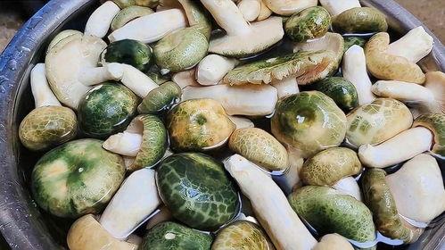 吃瓜小菌菌,揭秘娱乐圈那些不为人知的幕后故事