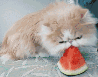 宠物市场吃瓜群众,吃瓜群众揭秘行业幕后