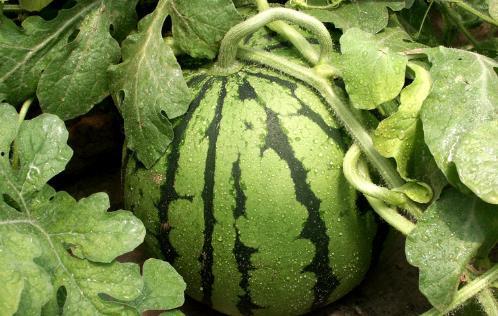 最近吃心脏的瓜,真相与反思