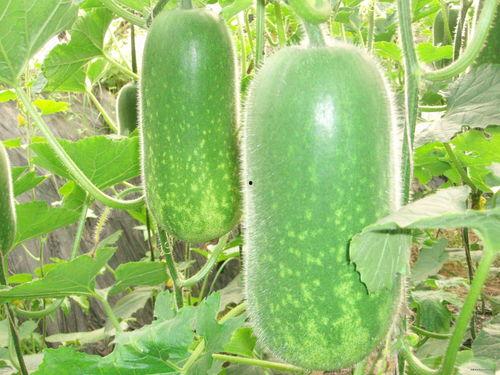 怎么查吃瓜,轻松掌握查吃瓜的秘诀