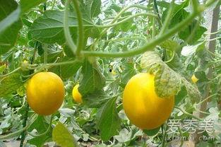 几月吃伊丽莎白瓜,伊丽莎白瓜的六月美味时光”