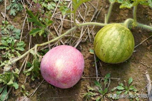 水痘可以吃洋瓜吗,洋瓜的养生益处