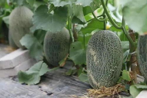 吃瓜君瓜瓜爱吃瓜,揭秘吃瓜君的瓜界传奇