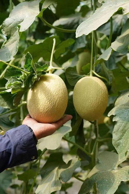 十八吃瓜全集,揭秘娱乐圈背后的风云变幻