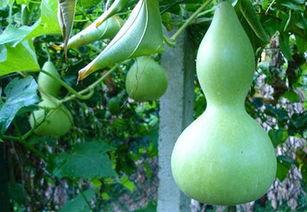 短蒲瓜怎样吃,探索家常美味新选择